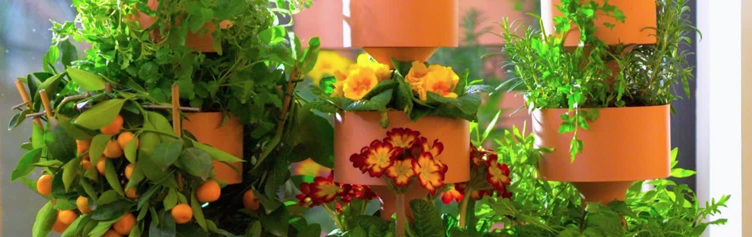 Plant additional view